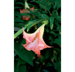 Brugmansia suaveolans / Anjelská trúba ružová, bal. 4 s.