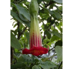 Brugmansia sanguinea / Anjelská trúba červenožltá, bal. 3 s.