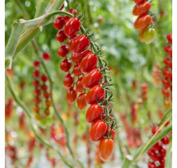 Rajčiny cherry 'Royal Dreams®Delisher´, prirodzene rezistentné , štepená rastlina, K12