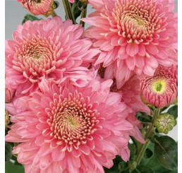 Dendranthema x indicum / Chrysanthemum ´Blenda Purple´/ Chryzantéma, K9