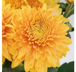 Dendranthema x indicum / Chrysanthemum ´Gompie Bronze´/ Chryzantéma, K9
