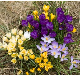 Crocus mix / Zmes šafranov, bal. 20 ks, 5+