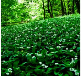 Allium ursinum BIO / Cesnak medvedí, K12