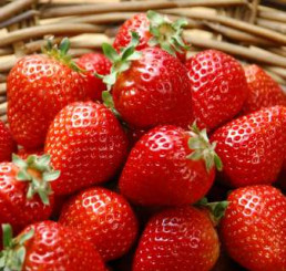 Fragaria ananassa ´Maxim´ (R) / Jahoda stredne skorá, bal. 6 ks, 6xK7