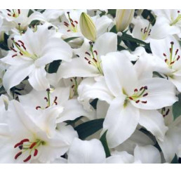 Lilium ´Navona´ / Ľalia, bal. 2 ks, 16/18