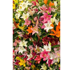 Lilium mix / Pestrofarebná zmes ľalií, bal. 15 ks, 14/16