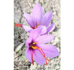 Crocus ´Sativus´ / Šafran siaty jesenný, bal. 10 ks, 8/9