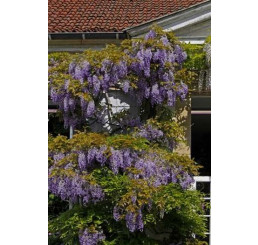 Wisteria sinensis ´Blue´ / Modrá vistéria, K9