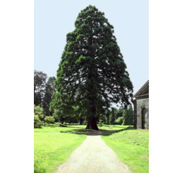 Sequoiadendron giganteum / Sekvojovec obrovský, 50-60 cm, C4