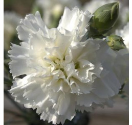 Dianthus ´Perfume Pinks® ´Memories´ / Voňavý klinček, bal. 6 ks sadbovačov