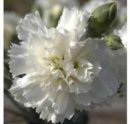 Dianthus ´Perfume Pinks® ´Memories´ / Voňavý klinček, bal. 3 ks, 3x K7