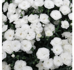 Dianthus Dinamic® White / Voňavý klinček, bal. 6 ks sadbovačov
