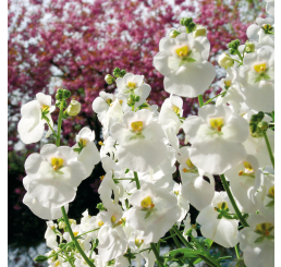 Diascia ´Elfjes Daantje´ / Diascia biela, K7