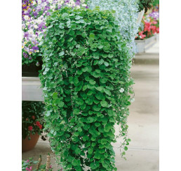 Dichondra micrantha ´Emerald Falls´ / Zelený  vodopád, bal. 6 ks, 6x K7