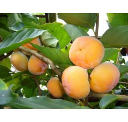 Diospyros kaki ´Nikita´/ Hurmi kaki, 60-80 cm, C7