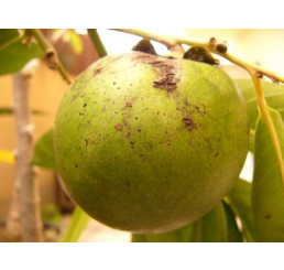 Diospyros hybr. ´Chioccolatino´ / Hurmi kaki / Ebenovník rajčiakový, VK