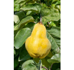 Cydora robusta VRANJA / Dula hrušková, dulaMC
