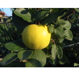 Cydora robusta RONDA  / Dula jablková, dulaMC, 100/120, C5