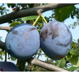 Prunus domestica ´Durandzia´ / Slivka, Wavit