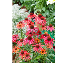 Echinacea purpurea ´Hot Summer´ - Echinacea purpurová, C2