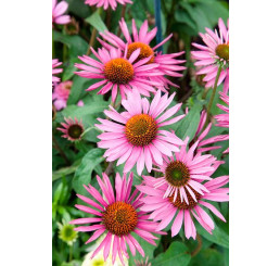 Echinacea purpurea ´Pica Bella´- Echinacea purpurová, K14