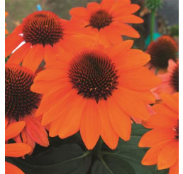 Echinacea ´Lakota Orange´ / Echinacea, C1