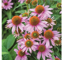 Echinacea ´Papallo Classic Rose´ / Echinacea, K9