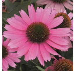 Echinacea ´Papallo Compact Rose´ / Echinacea, K9