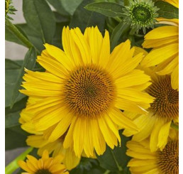 Echinacea ´Lakota Yellow´ / Echinacea, C1
