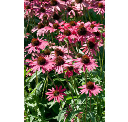 Echinacea 'Glowing Dream'  / Echinacea purpurová, K13