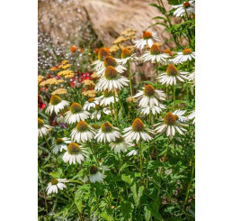 Echinacea 'Kismet White' / Echinacea purpurová, K13