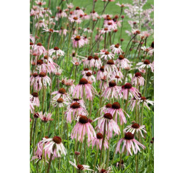 Echinacea pallida / Echinacea, K9