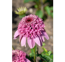 Echinacea 'Papallo Semi Double Pink' / Echinacea purpurová, K9