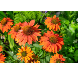 Echinacea 'Prima Ginger' / Echinacea purpurová, K13