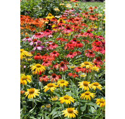 Echinacea 'Cheyenne Spirit' / Echinacea purpurová, K9