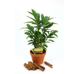 Elettaria cardamomum BIO / Kardamóm so škoricovou arómou, 20-30 cm, K12