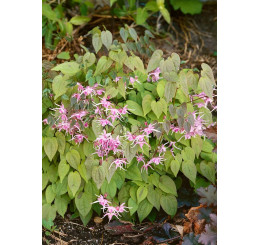 Epimedium rubrum ´Pretty in Pink´ / Krpčiarka ružová, K9