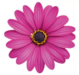 Osteospermum®Erato ´Compact Violet´ / Osteospermum, bal. 6 ks, 6x K7