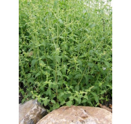 Mentha species Strawberry BIO / Jahodová mäta, K12