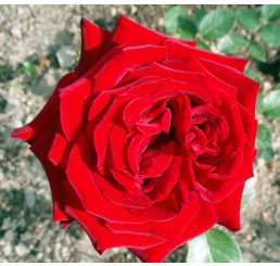 Rosa ´Aida´ / Ruža čajohybrid červená, krík, BK