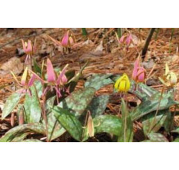 Erythronium ´Dens Canis´ mix / Zmes kandíkov ´Psí zub´, bal. 3 ks, I.