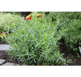 Artemisia dracunculus BIO / Francúsky estragon, K12