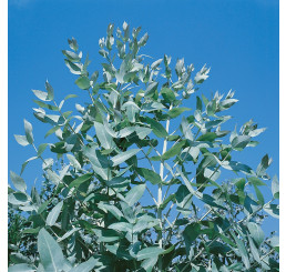 Eucalyptus globulus / Mätový eukalyptus, 60-80 cm, C1,5
