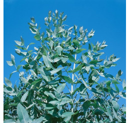 Eucalyptus globulus / Mätový eukalyptus, bal. 15 sem.