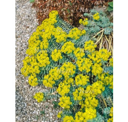 Euphorbia myrsinites / Mliečnik myrtovitý, K9