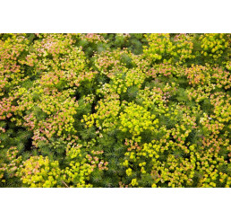 Euphorbia seguieriana ssp. Niciciana´ / Mliečnik, K9