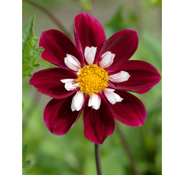 Dahlia collar ´Mary Evelyn / Georgína, bal. 10 ks, I., XXL