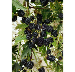Rubus fruticosus ´Thornless Oregon´ / Ostružina beztŕňová, K9