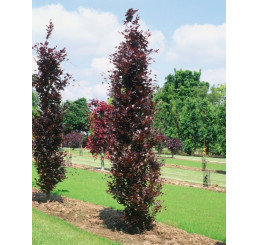 Fagus sylvatica ´Dawyck Purple´ / Buk lesný, 40-60 cm, C5