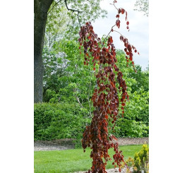 Fagus sylvatica ´Purpurea Pendula´ / Buk lesný previsnutý purpurovo-červený, 120-150 cm, C3